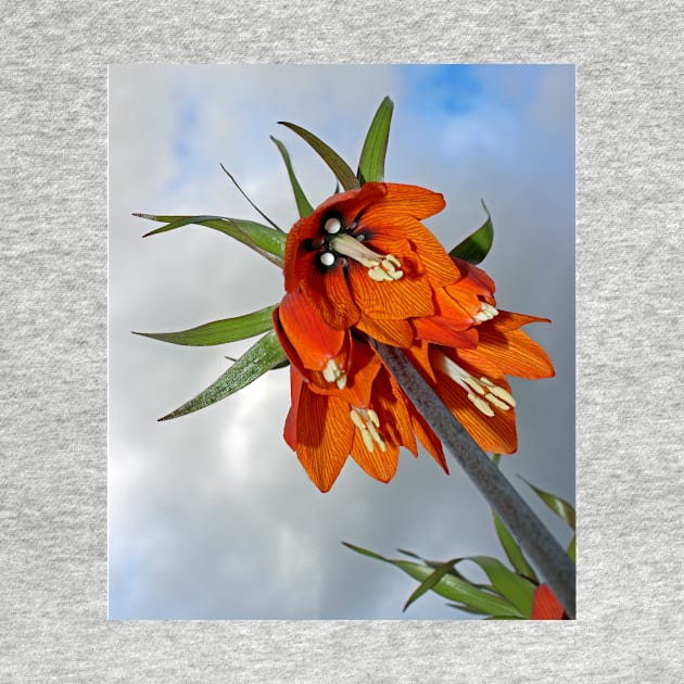 Orange Fritillaria from underneath by avrilharris